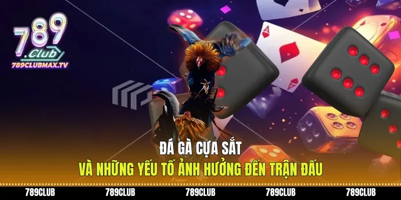 Đá Gà Cựa Sắt Và Những Yếu Tố Ảnh Hưởng Đến Trận Đấu