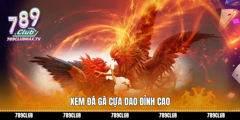 Xem đá gà cựa dao đỉnh cao